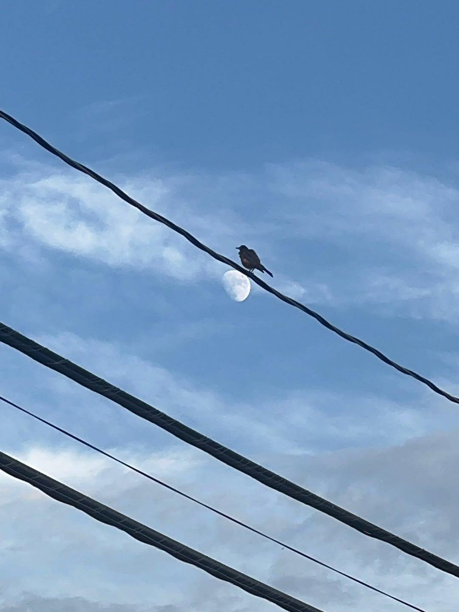 mmayan78's tweet photo. Even in daylight, the moon finds a way to shine. 🕊️"
#natural #worldwild #trending https://t.co/cDVpaKULvO
