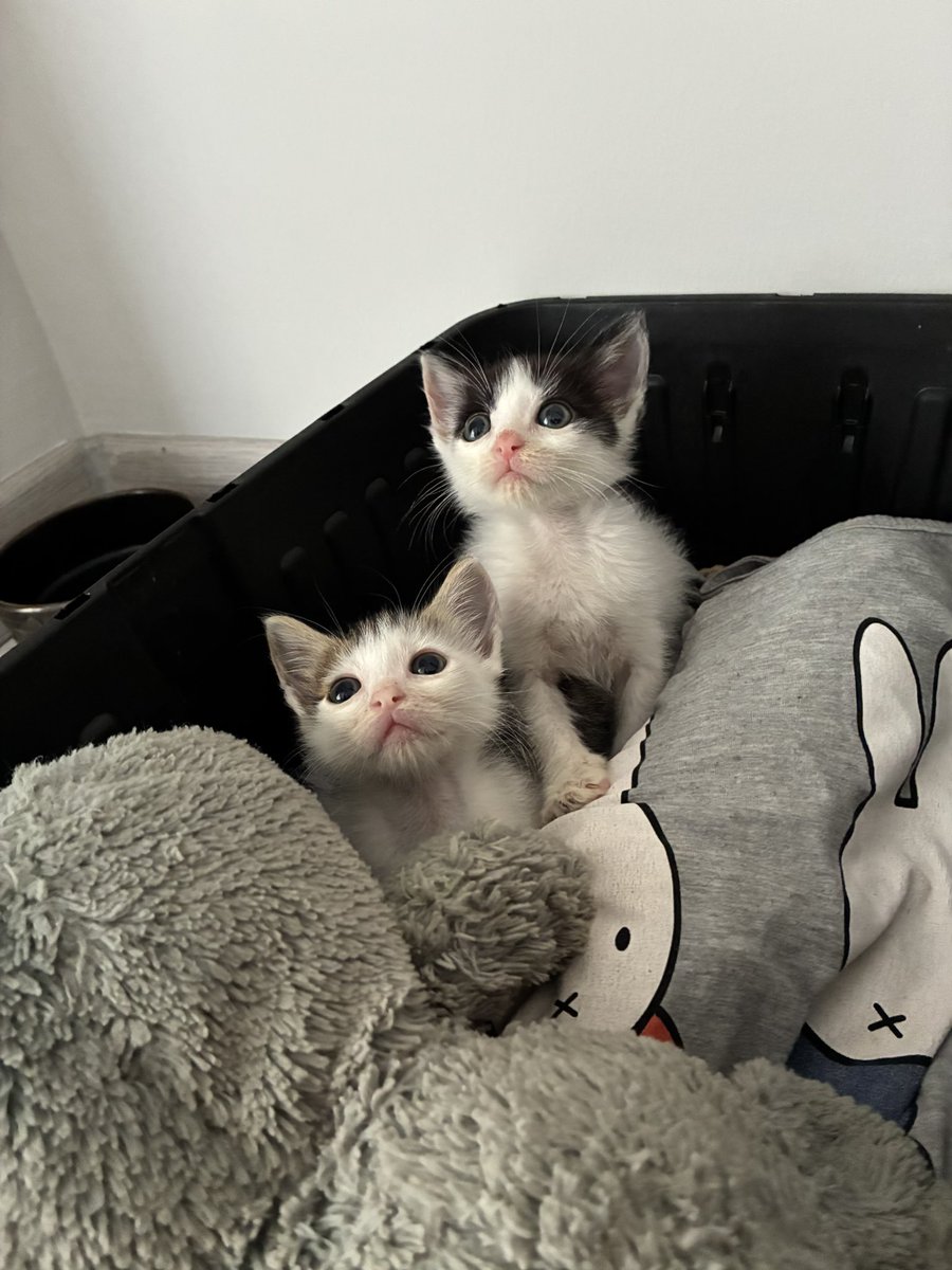 AsliBilicii's tweet photo. Çok güzeller ve hala yuvaları yok 😭 https://t.co/H1HE5y53Ks
