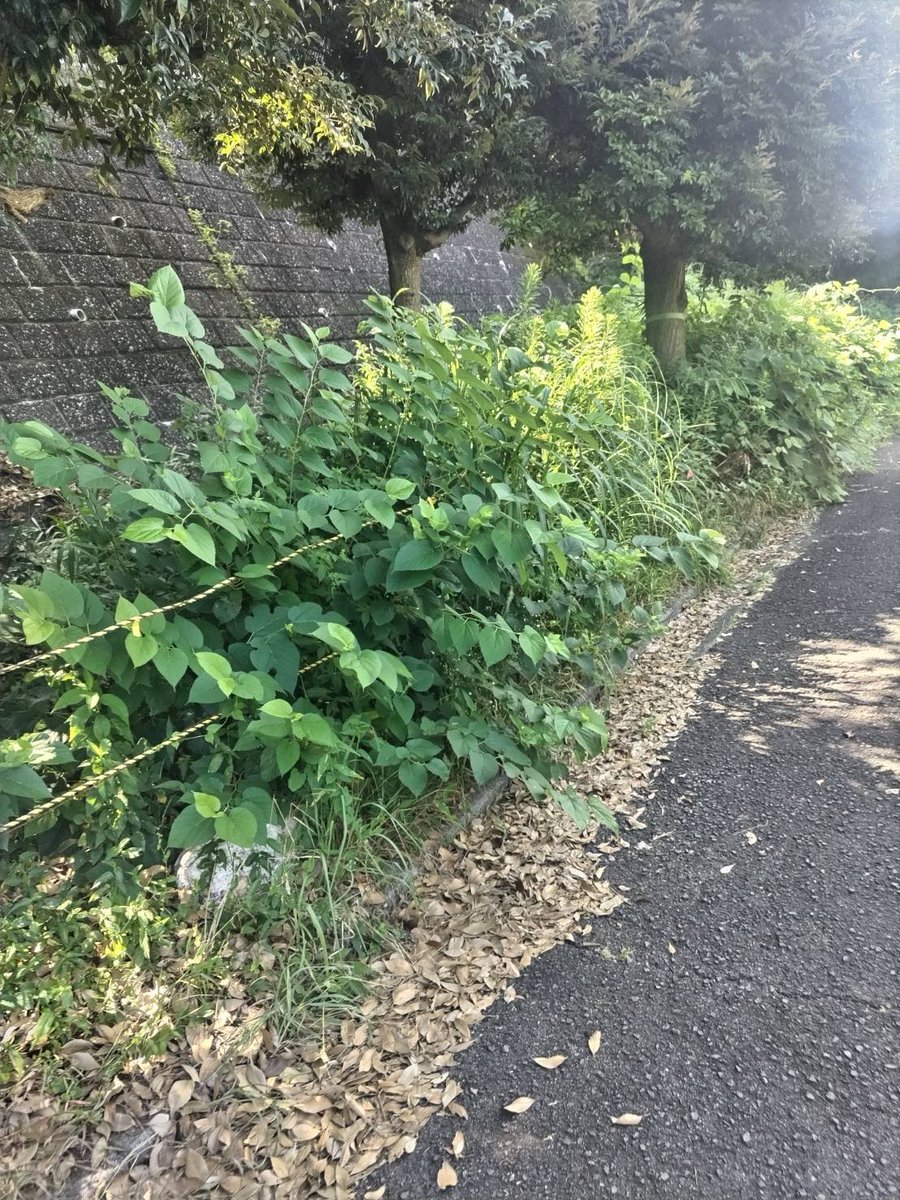 MihoForest's tweet photo. 7/25(土)この日の作業は、直射日光を避けて西側の保存緑地F-5内の草刈りでした。ビフォーアフター
9人参加のうち、2名様は新規加入の有力候補です。お疲れ様でした… https://t.co/LBKZ2XJyh1