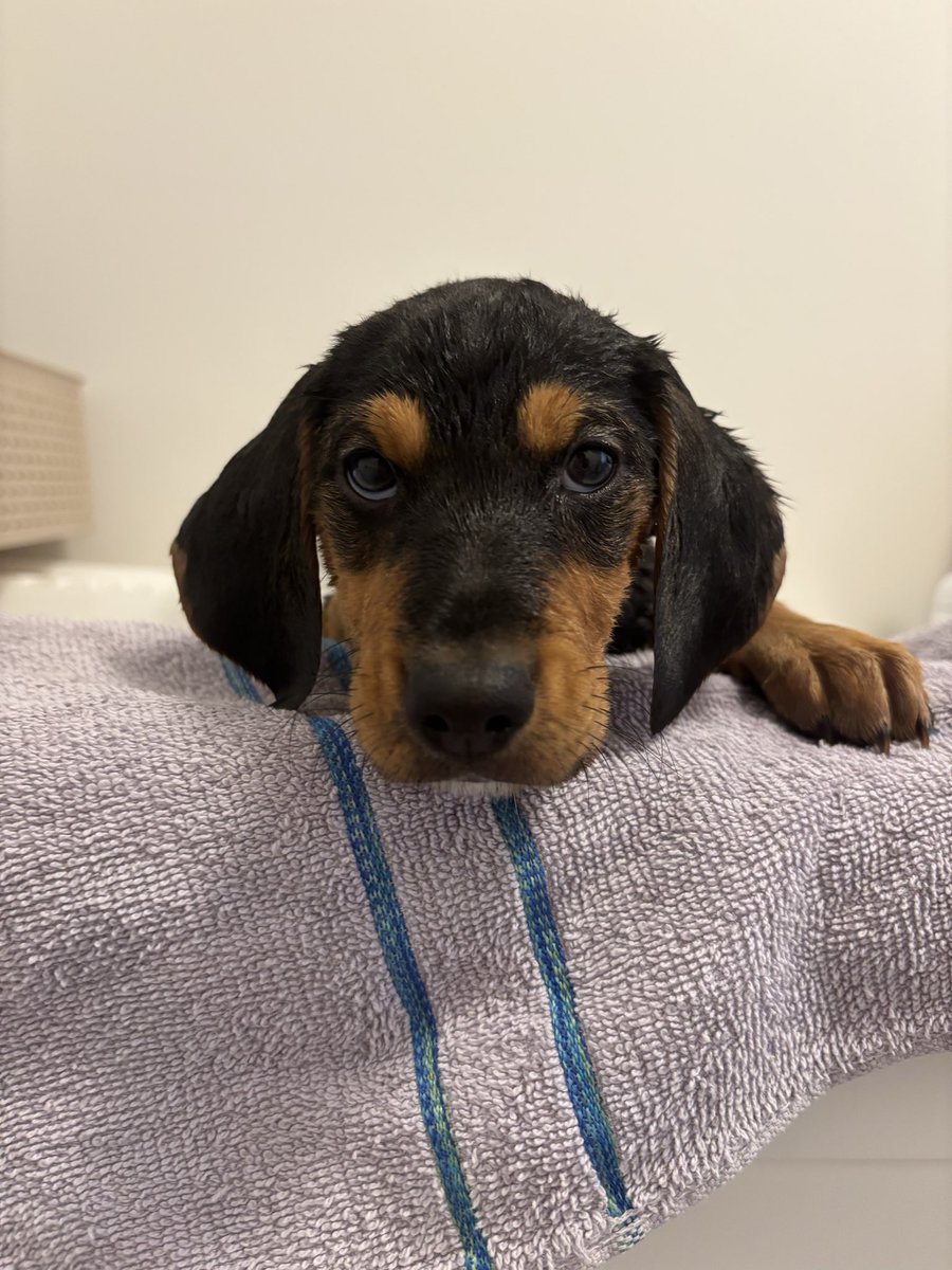 koalanoob's tweet photo. Meet our new rescue dog Winnie ☺️ Teddy has a new friend now https://t.co/84VEOYrUSn