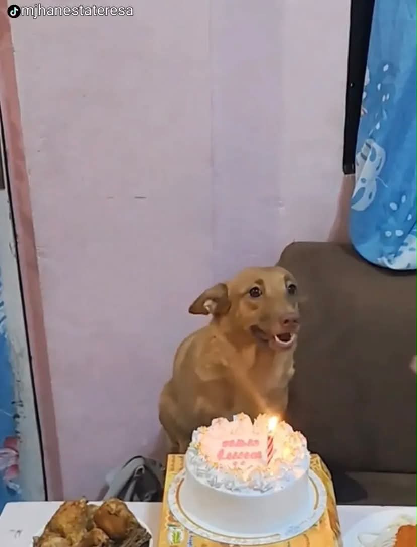 Sarahsamfr9's tweet photo. He was homeless. This was the first time anyone had ever celebrated him. Just look at how excited he is. I hope he has people to celebrate with every year from now on. ❤️ https://t.co/AygYhK6E2B