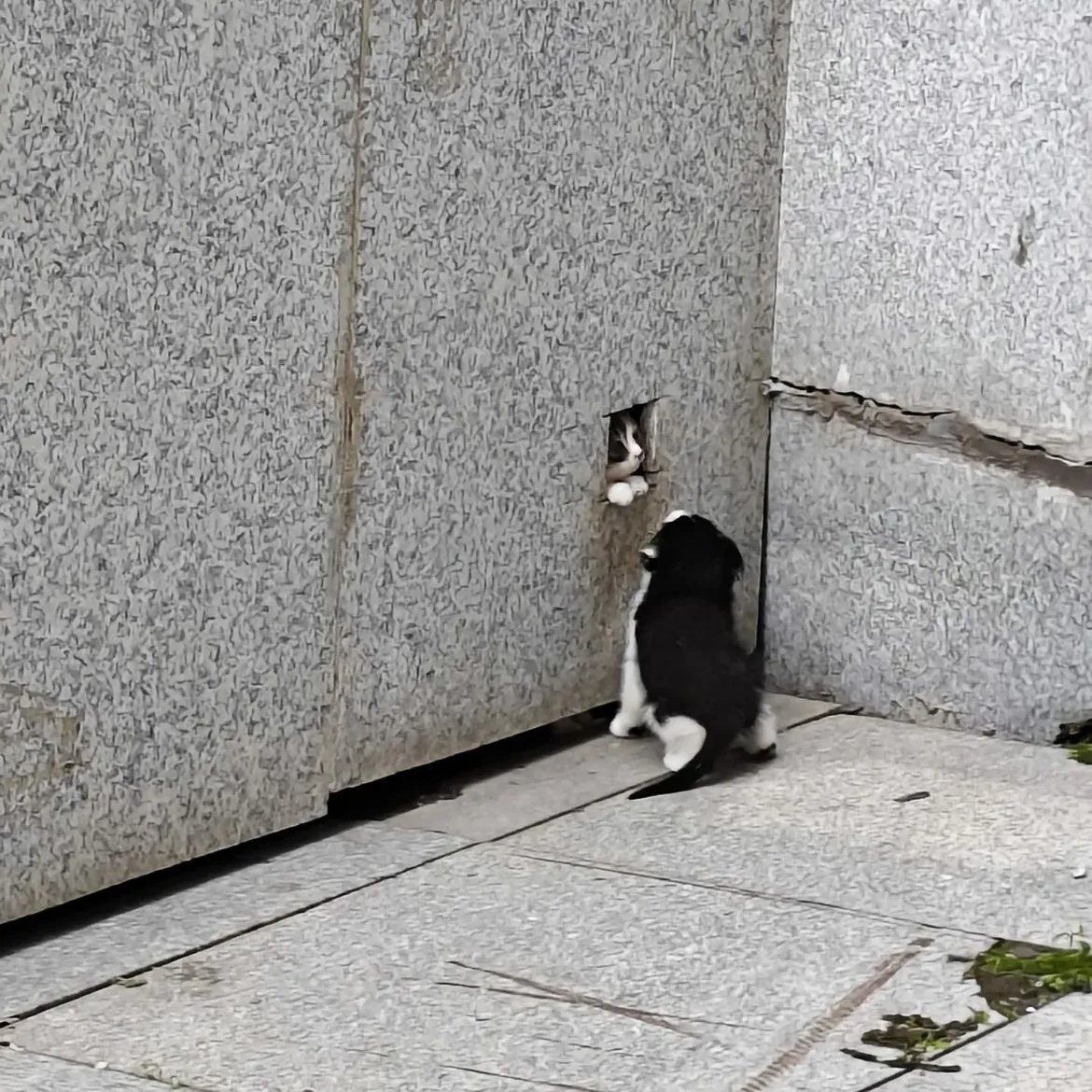 kitten_zukan's tweet photo. ^.ˬ.^ https://t.co/rjDGK6GG9d