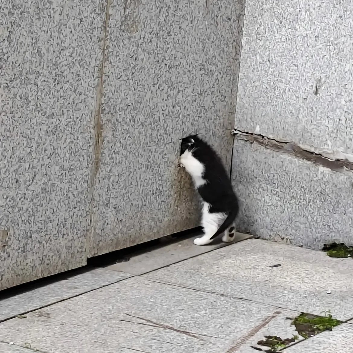 kitten_zukan's tweet photo. ^.ˬ.^ https://t.co/rjDGK6GG9d
