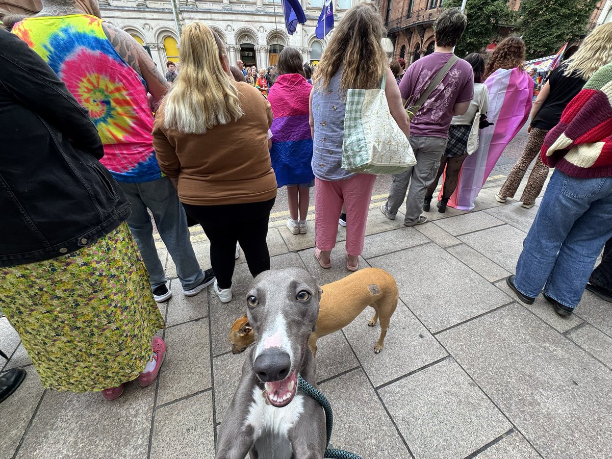 tony_ogilvie's tweet photo. #WinnieTheWhippet spent a lot of time at her first #BelfastPride Parade jumping to get up into my arms so she could get a birds-eye view of proceedings 😂 https://t.co/KyrlItXqQc