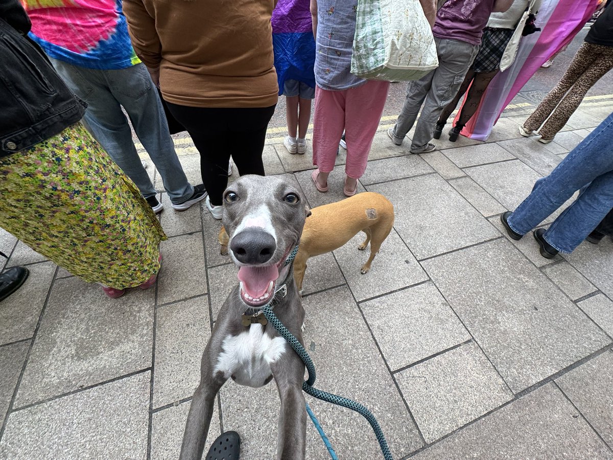 tony_ogilvie's tweet photo. #WinnieTheWhippet spent a lot of time at her first #BelfastPride Parade jumping to get up into my arms so she could get a birds-eye view of proceedings 😂 https://t.co/KyrlItXqQc