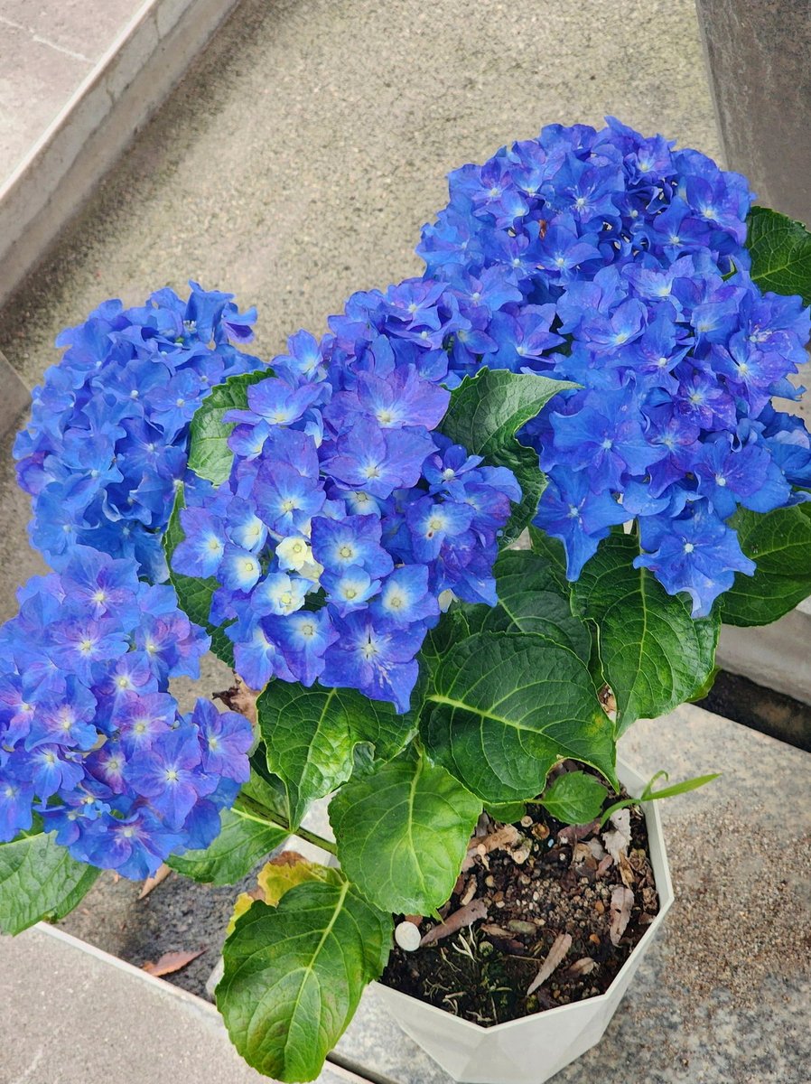 ndrpehlivan's tweet photo. 今日は朝からお腹PPと頭痛と腰痛MAXでどこにも行けず🫠
明日も酷かったら仕事休も… https://t.co/zAEAxCsY3j