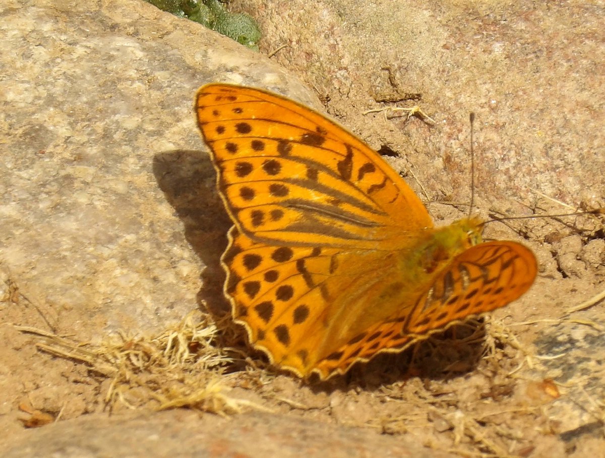 HPaluste's tweet photo. Argynnis paphia L.
#butterflies #insects #naturfotografie #TwitterNature https://t.co/VLNSI6vMWO