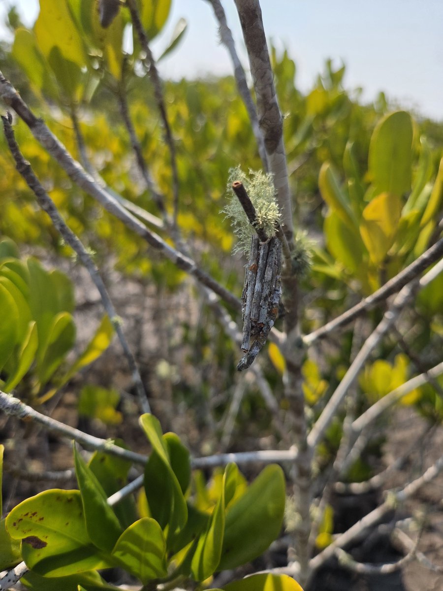 Baburasska's tweet photo. A bagworm moths hanging from a Ceriops tagal branch. These remarkable insects construct portable cases from silk and plant debris, blending perfectly into their surroundings. 

Their camouflage is an excellent example of the incredible adaptations found within mangrove ecosystems https://t.co/WjQx698nZ3