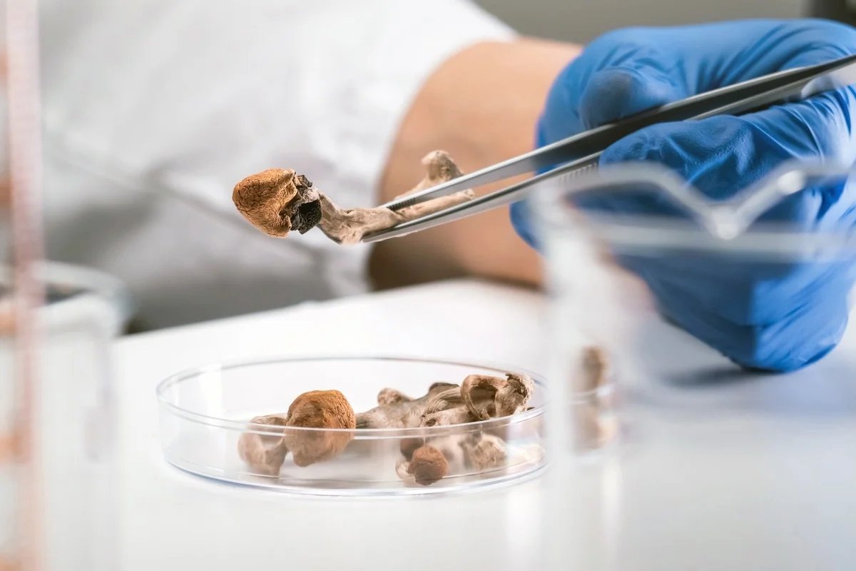 NightSkyToday's tweet photo. JUST IN🚨: Scientists just discovered that microdoses of Psilocybin can reverse obesity, fatty liver and diabetes. https://t.co/9K3nd6yT3U