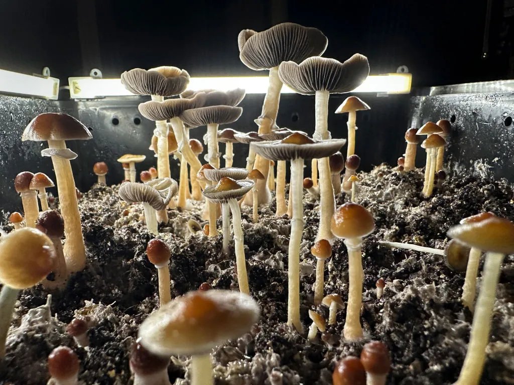 NightSkyToday's tweet photo. JUST IN🚨: Scientists just discovered that microdoses of Psilocybin can reverse obesity, fatty liver and diabetes. https://t.co/9K3nd6yT3U