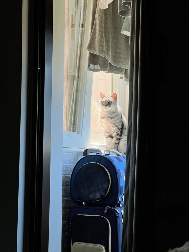 yol11492302's tweet photo. Kiwi basking in the morning light on her favorite spot. 🌅😸#SunbathingCat #GoodMorningKiwi https://t.co/vjrFpHRtbe