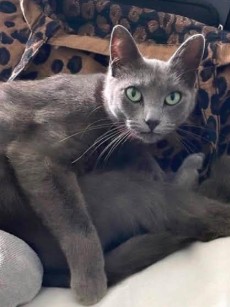 MissingTarn81's tweet photo. 25.07.26 Perdue chatte grise à Lavaur (chemin de Caraman). "Lily". Avait collier anti-puce. Tél : 06 51 62 77 93 #Tarn #chat https://t.co/BFIDA0lwBk