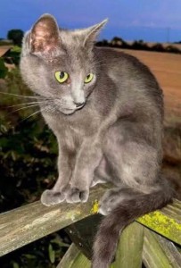MissingTarn81's tweet photo. 25.07.26 Perdue chatte grise à Lavaur (chemin de Caraman). "Lily". Avait collier anti-puce. Tél : 06 51 62 77 93 #Tarn #chat https://t.co/BFIDA0lwBk