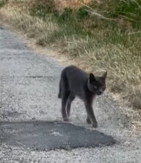 MissingTarn81's tweet photo. 25.07.26 Perdue chatte grise à Lavaur (chemin de Caraman). "Lily". Avait collier anti-puce. Tél : 06 51 62 77 93 #Tarn #chat https://t.co/BFIDA0lwBk
