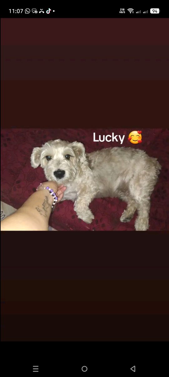 AlertaMePerdi's tweet photo. #PERDIDO #GUAYAQUIL
Nombre: #Lucky
Fecha: 2026-07-22
Sector: Sur,Bloques Valdivia, Cooperativa Justicia y libertad
Sexo: Macho
Raza: Snauzer
Observación: Tiene operada la oreja derecha
Contacto: 0991107024
¡Ayúdalo a volver con su familia!
#AlertaMePerdí https://t.co/5aCWrSJSby
