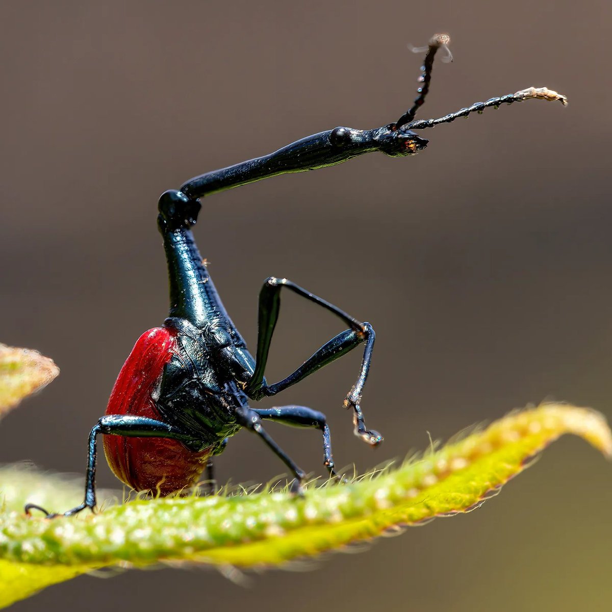 AMAZlNGNATURE's tweet photo. This beetle looks like it has the neck of a tiny giraffe

The giraffe weevil is found only in Madagascar, where its extraordinary shape makes it unlike almost any other insect https://t.co/F11v7o9HK5