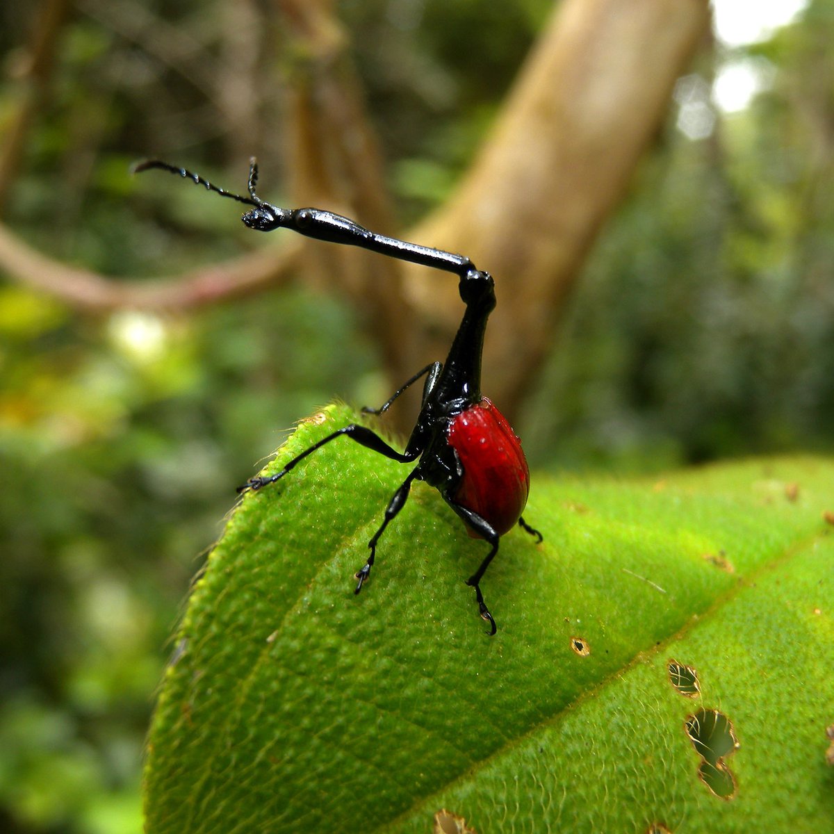 AMAZlNGNATURE's tweet photo. This beetle looks like it has the neck of a tiny giraffe

The giraffe weevil is found only in Madagascar, where its extraordinary shape makes it unlike almost any other insect https://t.co/F11v7o9HK5