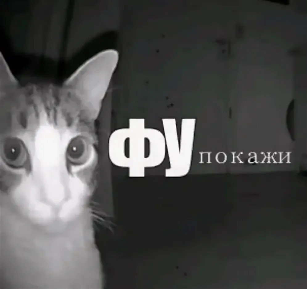 kitnixx's tweet photo. @nekolyakov https://t.co/Uqsjzob4Y9