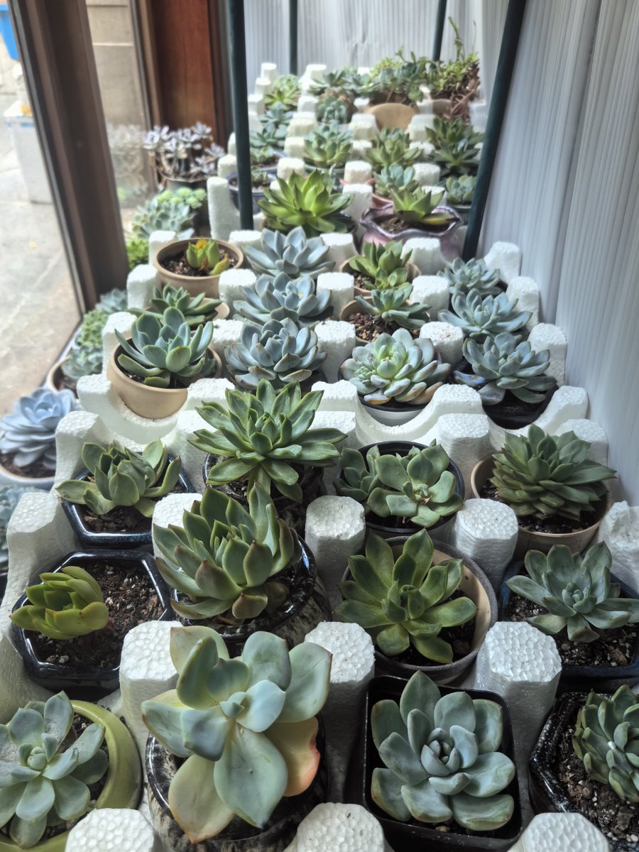 Kiyralin's tweet photo. Just turned an old mason jar into a cute succulent planter with hot glue and sand! 10-minute quick DIY for tiny space decor  #DIYCrafts， https://t.co/fDR1aJOmh3
