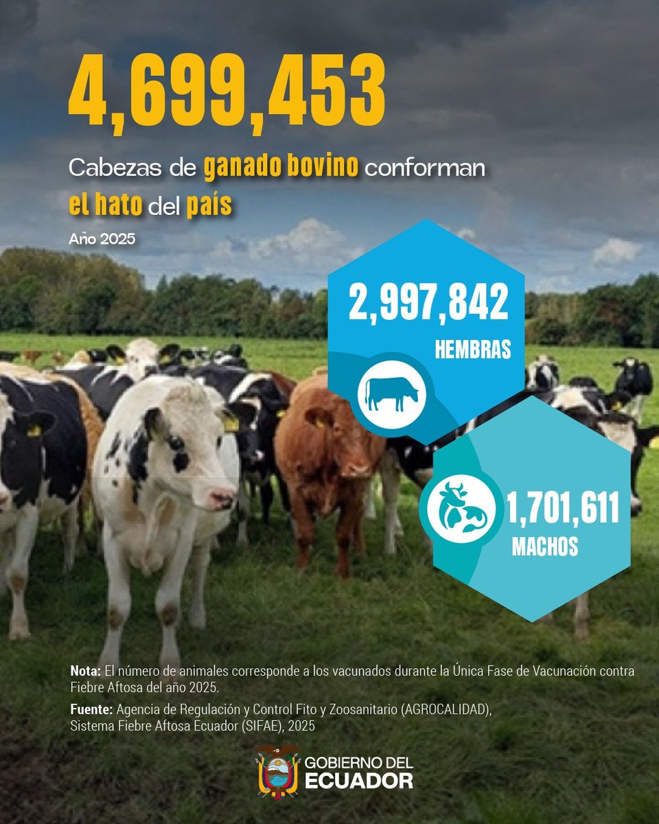 AgriculturaEc's tweet photo. #AgroClic| 📢 ¿Necesitas conocer el número de cabezas de ganado bovino por sexo, tipo de explotación, región o provincia del país? 🐮🐄 
Accede al #SIPA, descarga la base de datos y analiza la información de acuerdo con tus necesidades 📊⬇️

➡️ https://t.co/wMHKkHgQK6 
El #MAGP #AdelanteConFirmeza 📝