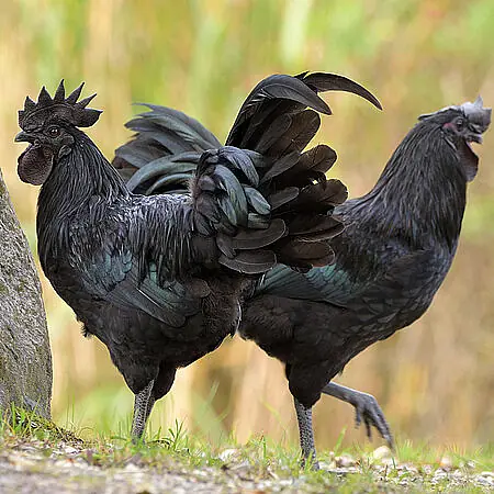 AYAMCEMANI