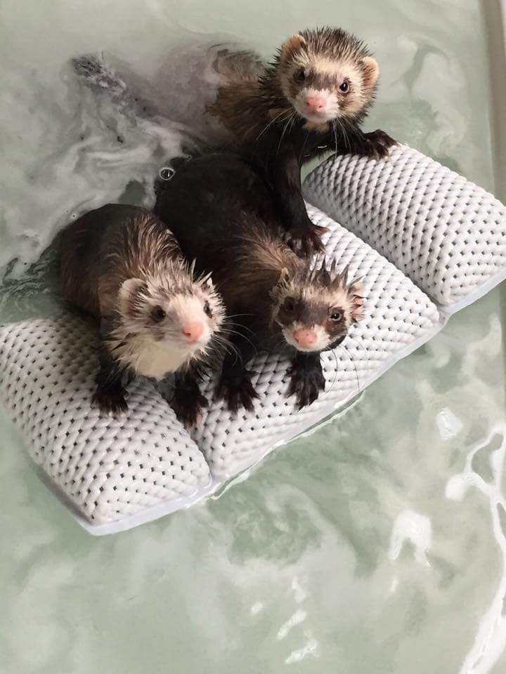 FerretPerHour's tweet photo. https://t.co/bxQ2UHObcz
