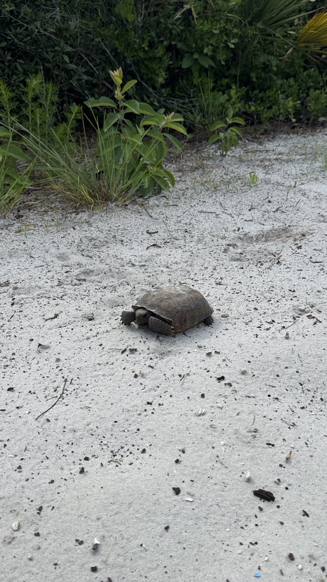BrainlessOwll's tweet photo. Met this cute little friend on the walking trail 🐢 https://t.co/Gi0yylxpaF