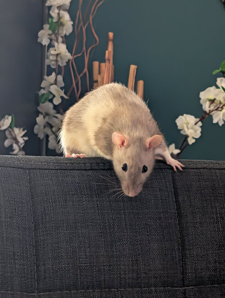 RatsPicnic's tweet photo. https://t.co/4kCbOVjiWK
