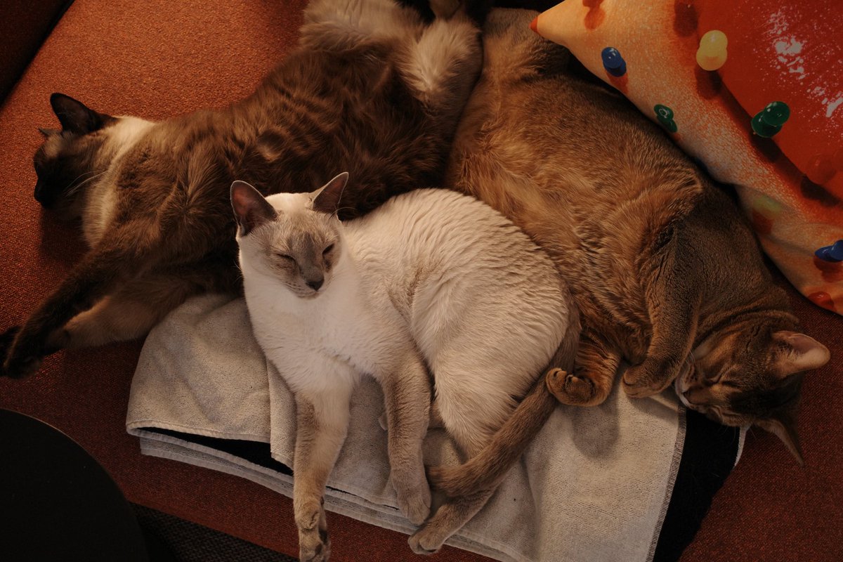 10velyleeten's tweet photo. น้องเตนมา บบ ในรอบเดือน ชีบอกยุ่งกับคอนมาก แล้วก็แวะมาเปลี่ยนรูปดิสกับปกด้วย น่ารักมากกก รูปตัวเองก็น่ารัก รูป 3 จิ๋วนอนกองกันก็น่ารักๆๆ 😭🫳🏻 https://t.co/KO7eFYihhO