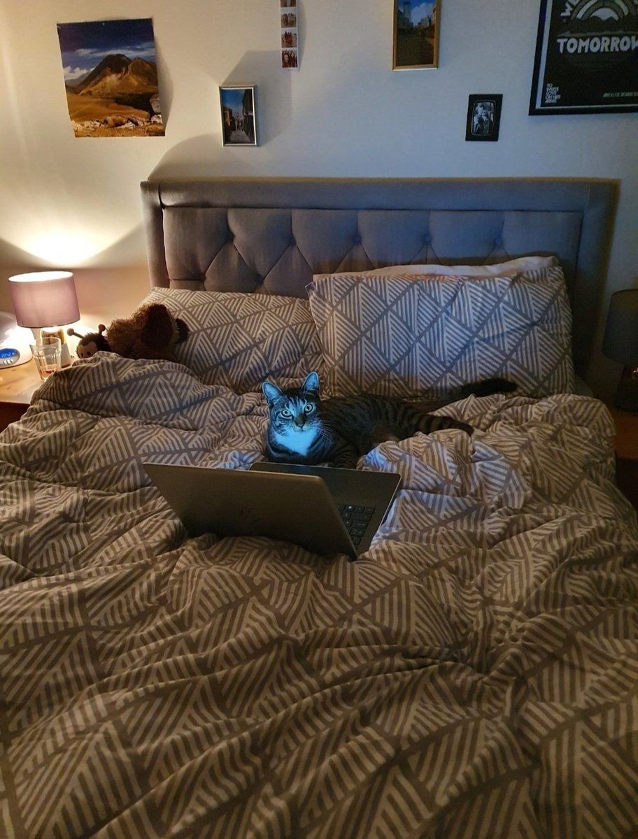 cats with jobs 🛠 tweet media