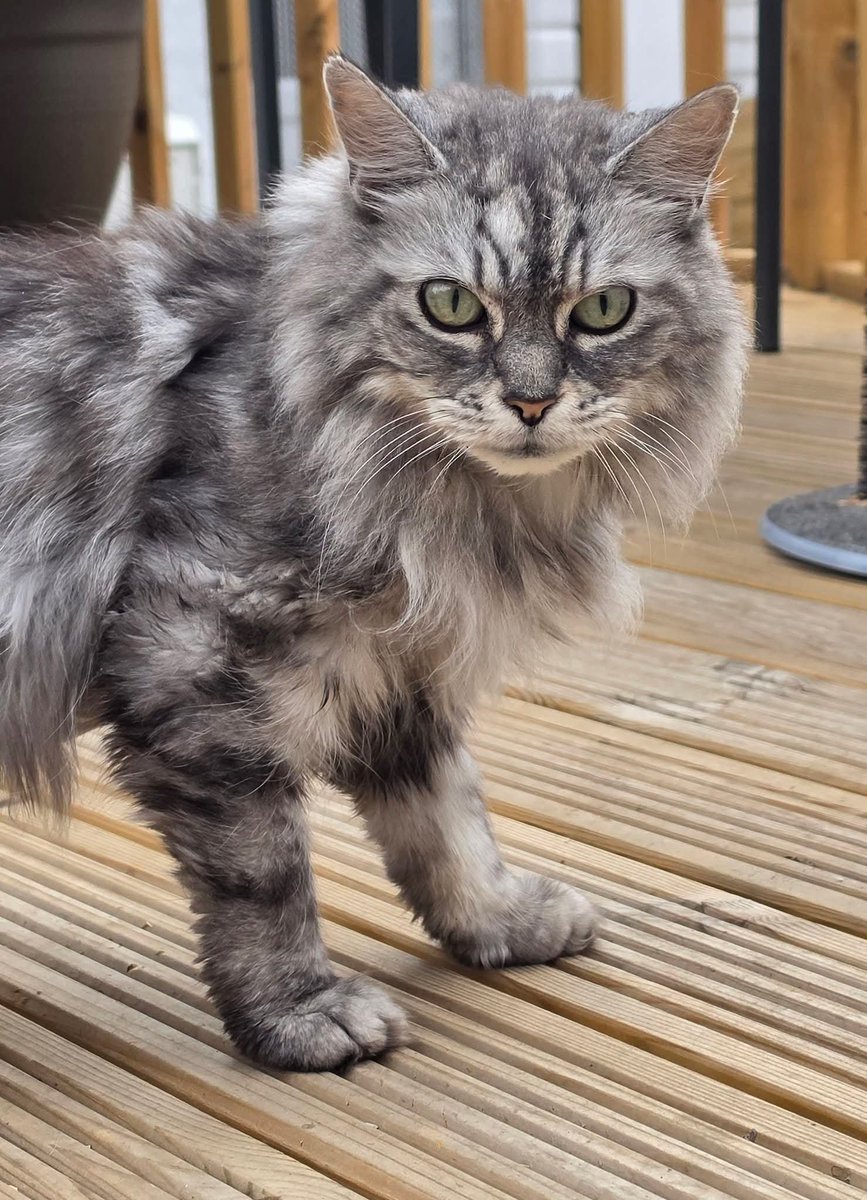 BCWRkittens's tweet photo. Our beautiful Badger is over 13 years old and has been at BCWR just over 4 years.
Badger came to us having the most violent and prolonged seizures ... over 15 a day which over time with medical management, has much improved. https://t.co/4tWKvDozEY