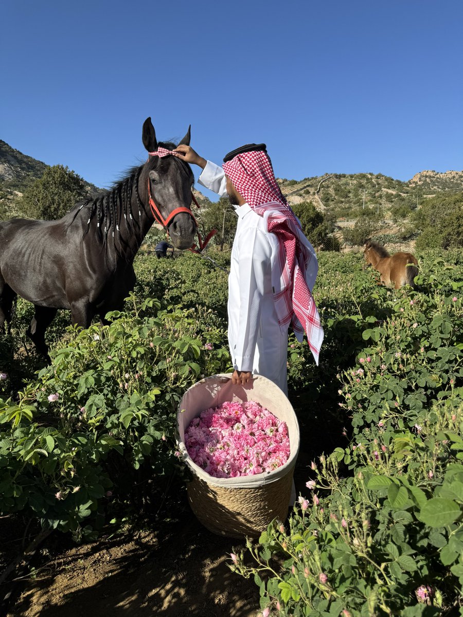 makkahregion's tweet photo. #صور
وردك جميل محلاه 
فتح على غصنه 
لما الندى حياه
نور وبان حسنه 🌸

📸: عبدالعزيز السفياني https://t.co/n4znihZ8WE