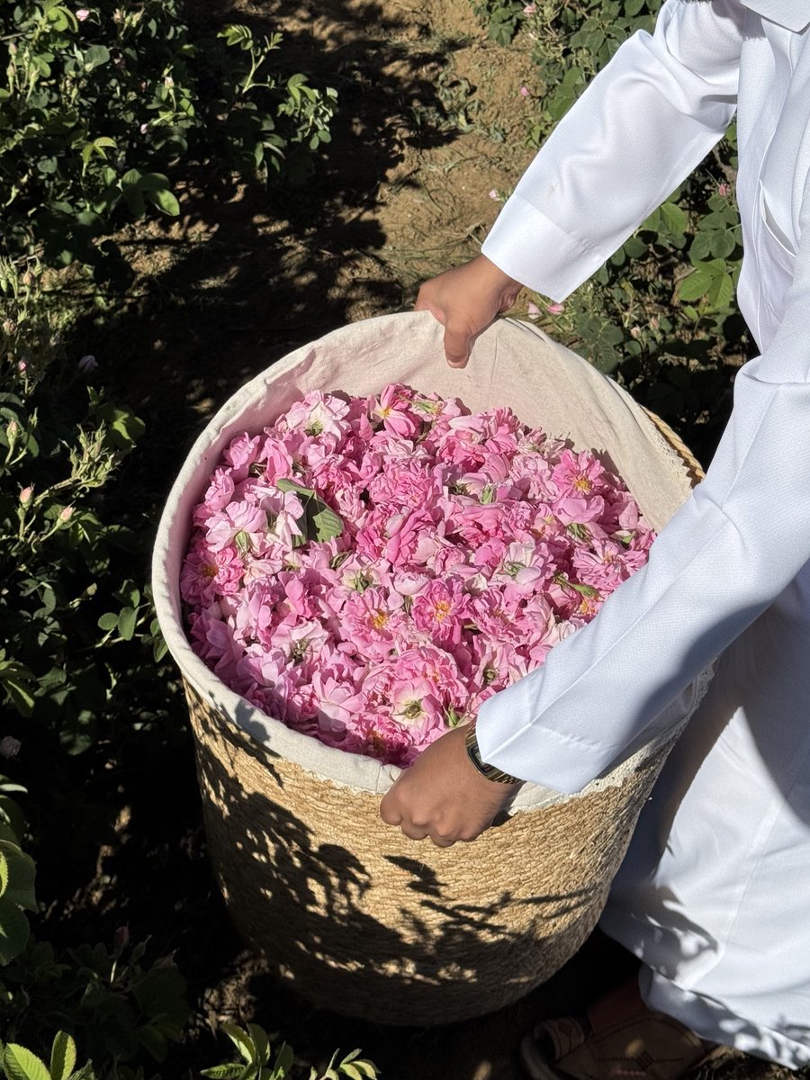 makkahregion's tweet photo. #صور
وردك جميل محلاه 
فتح على غصنه 
لما الندى حياه
نور وبان حسنه 🌸

📸: عبدالعزيز السفياني https://t.co/n4znihZ8WE