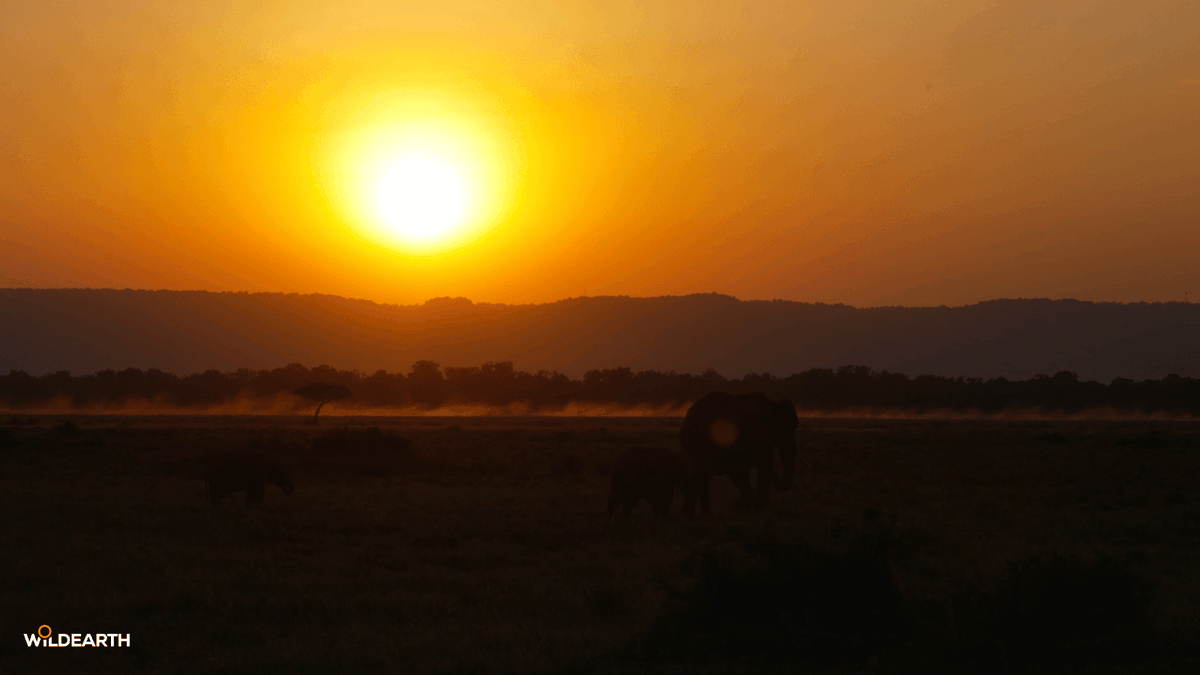 WildEarth's tweet photo. Thank you to everyone who joined in this Caturday. WE appreciate you all. Join us tomorrow morning for Sunrise Safari. #wildearth https://t.co/YTJ7MmA0LV
