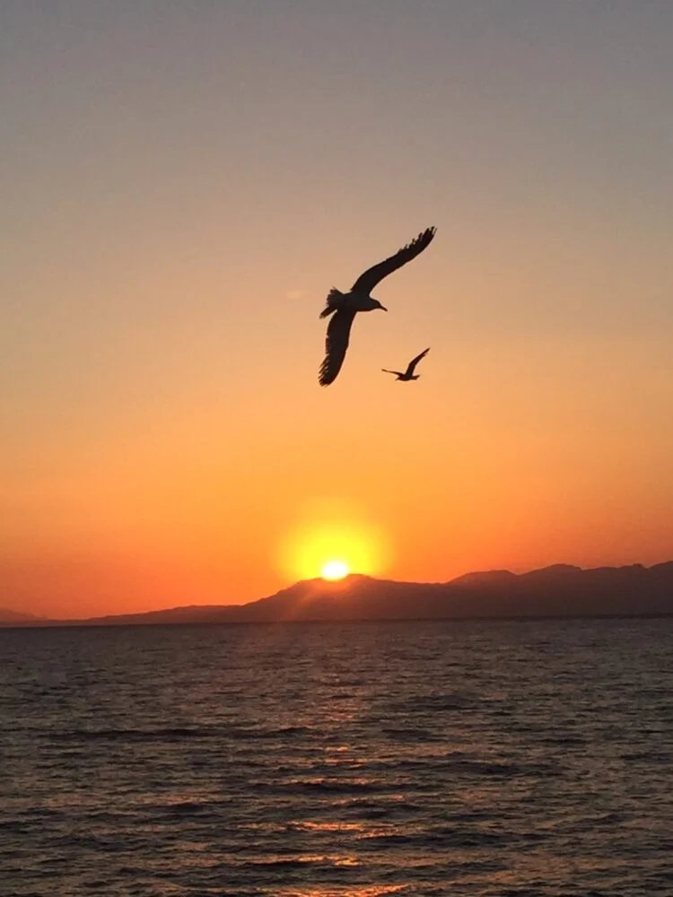 VieNatureSavoir's tweet photo. Good evening💫 https://t.co/LBIDYu43sO