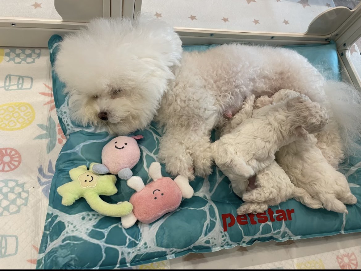 Mia1278497ue's tweet photo. Shh, nobody make a sound—my boss is catching up on some sleep. 😴
#Puppy #Dog #CutePet #PetLife #DogLife #DogTherapy #Wholesome #DailyDoseOfJoy #CutePuppy #FurBaby #PetSharing #PetLifestyle #Sleeping #SoundAsleep #DogSleeping #HappyMoments #LifeSnippets #DailyRecord #HealingVibe https://t.co/UMmmeW0JYf