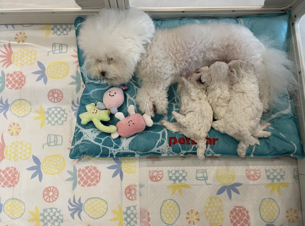 Mia1278497ue's tweet photo. Shh, nobody make a sound—my boss is catching up on some sleep. 😴
#Puppy #Dog #CutePet #PetLife #DogLife #DogTherapy #Wholesome #DailyDoseOfJoy #CutePuppy #FurBaby #PetSharing #PetLifestyle #Sleeping #SoundAsleep #DogSleeping #HappyMoments #LifeSnippets #DailyRecord #HealingVibe https://t.co/UMmmeW0JYf