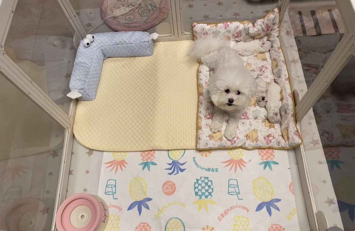 Mia1278497ue's tweet photo. Shh, nobody make a sound—my boss is catching up on some sleep. 😴
#Puppy #Dog #CutePet #PetLife #DogLife #DogTherapy #Wholesome #DailyDoseOfJoy #CutePuppy #FurBaby #PetSharing #PetLifestyle #Sleeping #SoundAsleep #DogSleeping #HappyMoments #LifeSnippets #DailyRecord #HealingVibe https://t.co/UMmmeW0JYf