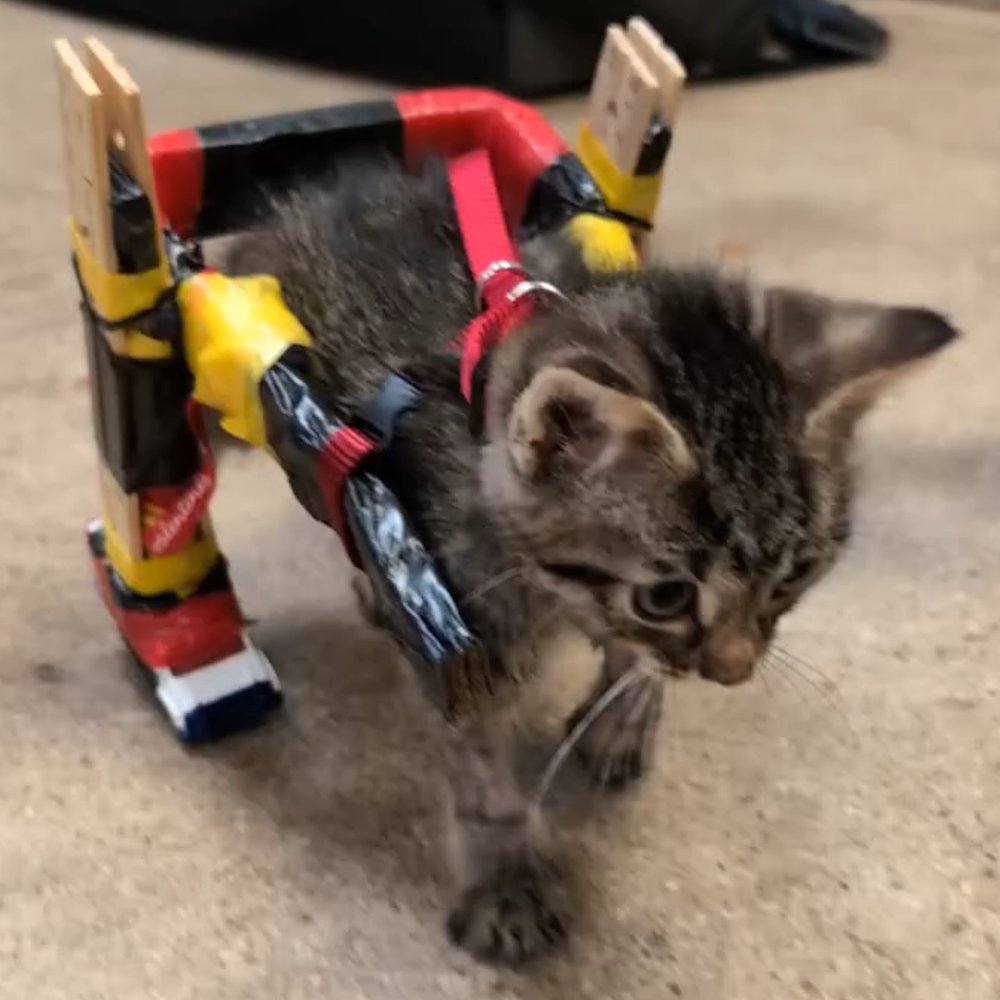 AMAZlNGNATURE's tweet photo. A homemade wheelchair helped give this tiny kitten a second chance

Built from rulers, zip ties, and Hot Wheels, it kept Gelato moving as he slowly regained strength in his back legs https://t.co/YCWdkuNwuc