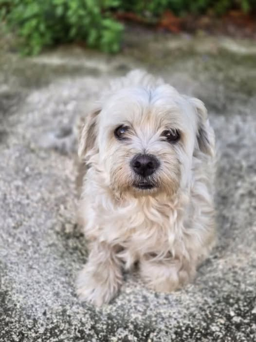 BRINDILLE851's tweet photo. Cecile Bezerra

Petit bichon trouvé Lagraulet 32, identifié au nom
d'un éleveur pourri qui ne sait pas à qui il l'a vendu pas de conseils à ce sujet svp je sais quoi faire. La question est, est ce que qqun le connait? me contacter au 0675613018 URGENT https://t.co/yqqpdLlT4Y