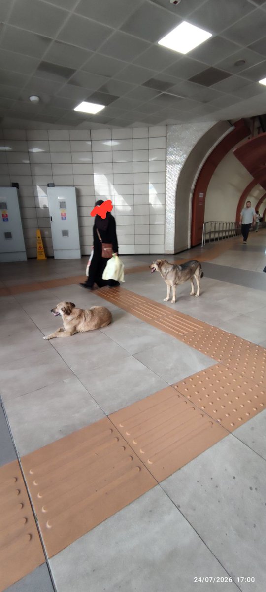 Başıboş Köpek Tehlikesi tweet media