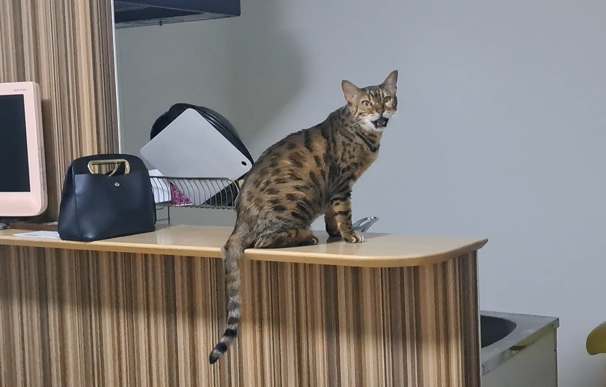 ベンガル