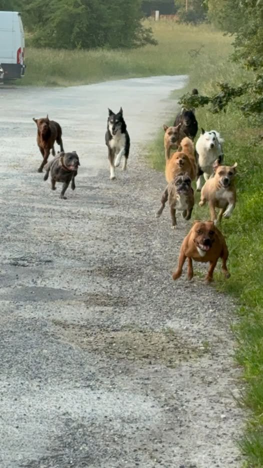 BRINDILLE851's tweet photo. St andré de cubzac  ·
Alessia Canale ·
Appel à l’aide – Recherche d’un hébergement d’urgence pour nos 15 chiens et nous
En raison des importantes fumées liées aux incendies en Gironde, la qualité de l’air devient préoccupante. Les fumées sont nocives pour les chiens, en particulier lorsqu’elles sont présentes de façon continue. Notre priorité est de les mettre en sécurité le temps que la situation s’améliore.
Nous recherchons donc un logement, une maison, un gîte, un terrain ou toute autre solution d’hébergement pouvant accueillir nos 15 chiens, même de manière temporaire.
Nous sommes prêts à nous déplacer partout en Gironde et jusqu’en Dordogne si nécessaire.
Si vous avez une solution, connaissez quelqu’un qui pourrait nous aider ou pouvez simplement partager cette publication, ce serait d’une aide immense.
 Merci du fond du cœur pour votre solidarité. Chaque partage peut faire la différence pour la sécurité de nos loulous.