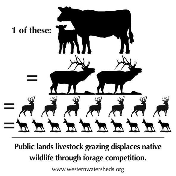 echegarayjorge's tweet photo. Matamos por caza recreativa millones de ungulados salvajes como ciervos, corzos, jabalíes y un largo etc. en nuestros montes, alterando el mejor funcionamiento de la biodiversidad 
!Y luego algunos piden más ganado en montes!
No sé puede ser más cínico y demagogo @EnBocaDe_Todos https://t.co/QCfWGpneoy