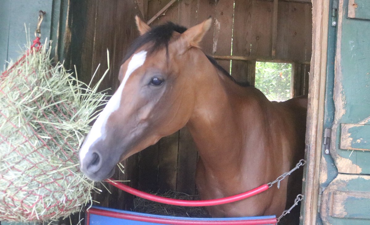 America’s Pastime Stables tweet media