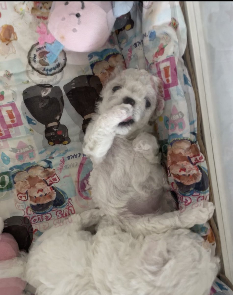 Mia1278497ue's tweet photo. Sleeping so soundly—must be having the happiest dream. 🐶💛
#Puppy #Dog #CutePet #PetLife #DogLife #DogTherapy #Heartwarming #DailyDoseOfJoy #CutePuppy #FurBaby #PetSharing #PetLifestyle #Sleeping #SoundAsleep #DogSleeping #HappyMoment #LifeSnippets #DailyRecord #HealingLife https://t.co/70dBVg8maE