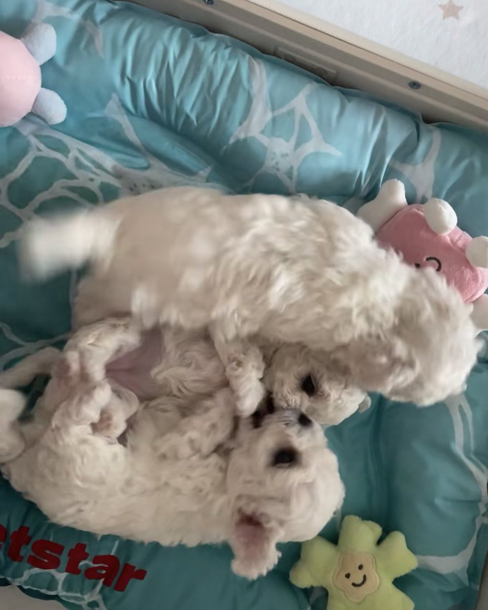 Mia1278497ue's tweet photo. Sleeping so soundly—must be having the happiest dream. 🐶💛
#Puppy #Dog #CutePet #PetLife #DogLife #DogTherapy #Heartwarming #DailyDoseOfJoy #CutePuppy #FurBaby #PetSharing #PetLifestyle #Sleeping #SoundAsleep #DogSleeping #HappyMoment #LifeSnippets #DailyRecord #HealingLife https://t.co/70dBVg8maE
