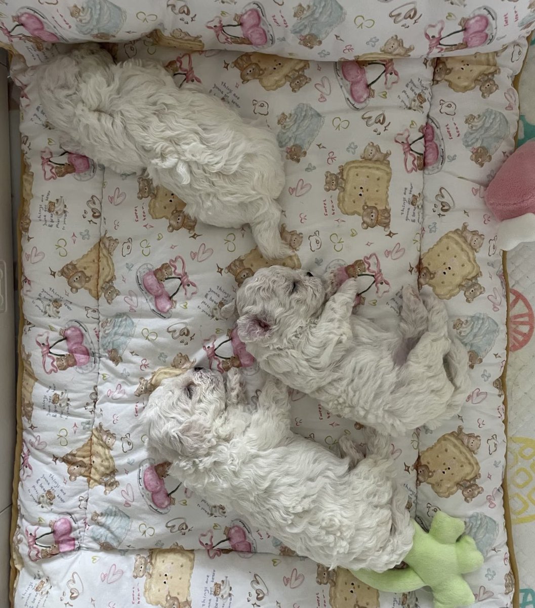 Mia1278497ue's tweet photo. Sleeping so soundly—must be having the happiest dream. 🐶💛
#Puppy #Dog #CutePet #PetLife #DogLife #DogTherapy #Heartwarming #DailyDoseOfJoy #CutePuppy #FurBaby #PetSharing #PetLifestyle #Sleeping #SoundAsleep #DogSleeping #HappyMoment #LifeSnippets #DailyRecord #HealingLife https://t.co/70dBVg8maE