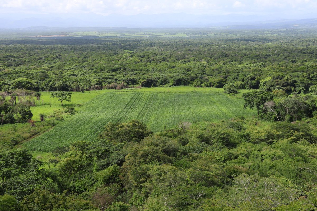 mincomunas_ve's tweet photo. 🌽 La unidad productiva Predio Bijagual, perteneciente a la Comuna Productiva Ezequiel Zamora, en Viento Fresco, Cedeño, estado Monagas, desarrolla una siembra de maíz como parte del Plan Agroalimentario Comunal Reto Admirable 2026. https://t.co/lhTViBWRV2