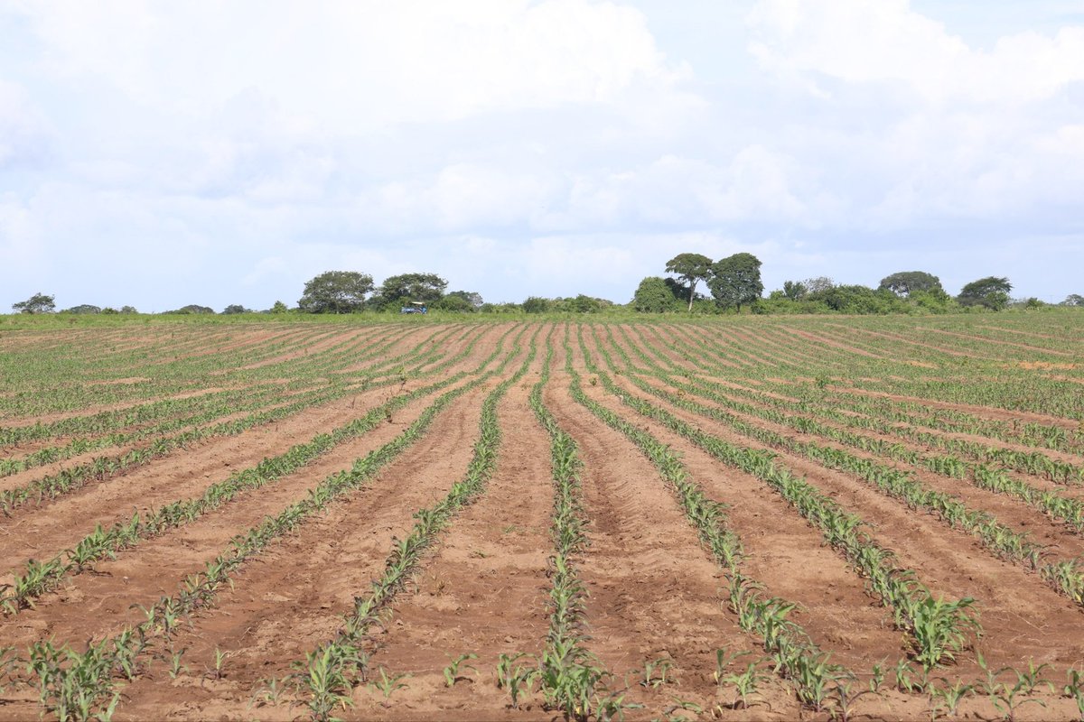 mincomunas_ve's tweet photo. 🌽 La unidad productiva Predio Bijagual, perteneciente a la Comuna Productiva Ezequiel Zamora, en Viento Fresco, Cedeño, estado Monagas, desarrolla una siembra de maíz como parte del Plan Agroalimentario Comunal Reto Admirable 2026. https://t.co/lhTViBWRV2